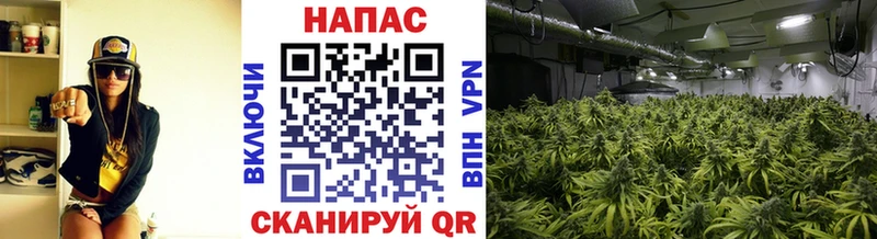 Купить где  Орлов  Конопля семена 